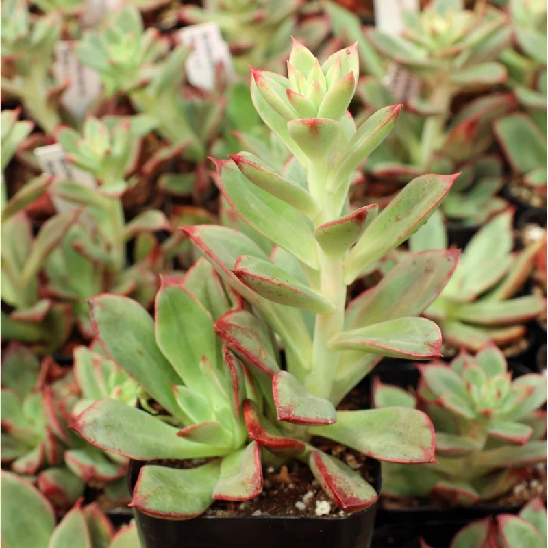 Echeveria 'Ana Lu' Succulent Live Plant 2 Inch Pot - Indoor Outdoor Echeveria 'Ana Lu' Succulent Live Plant 2 Inch Pot - Indoor Outdoor - Image 5
