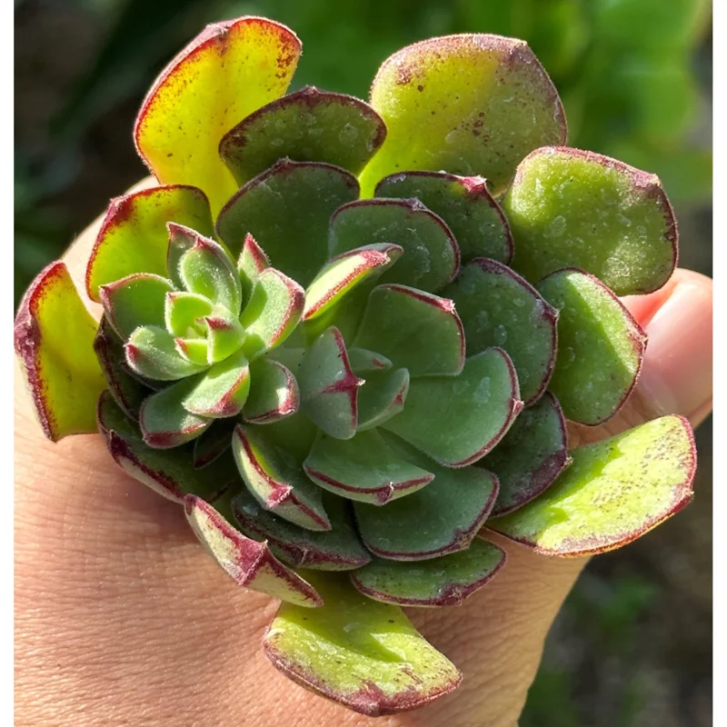 Echeveria 'Ana Lu' Succulent Live Plant 2 Inch Pot - Indoor Outdoor Echeveria 'Ana Lu' Succulent Live Plant 2 Inch Pot - Indoor Outdoor - Image 6