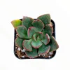 Echeveria 'Ana Lu' Succulent Live Plant 2 Inch Pot - Indoor Outdoor - Image 1