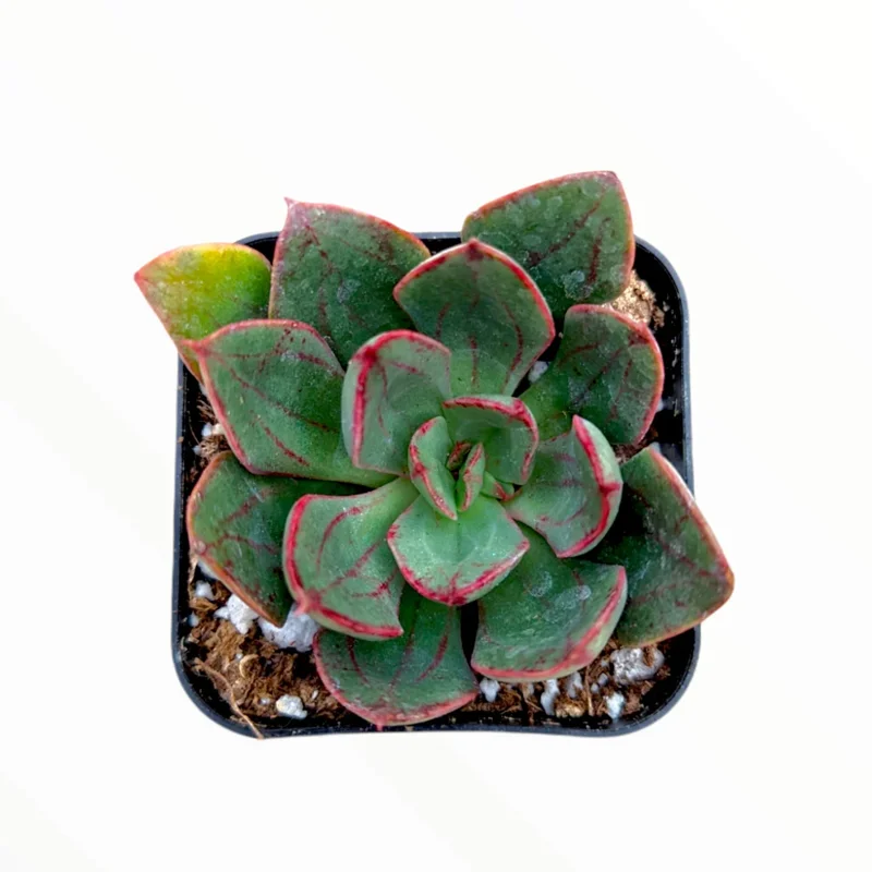 Echeveria 'Ana Lu' Succulent Live Plant 2 Inch Pot - Indoor Outdoor Echeveria 'Ana Lu' Succulent Live Plant 2 Inch Pot - Indoor Outdoor - Image 1