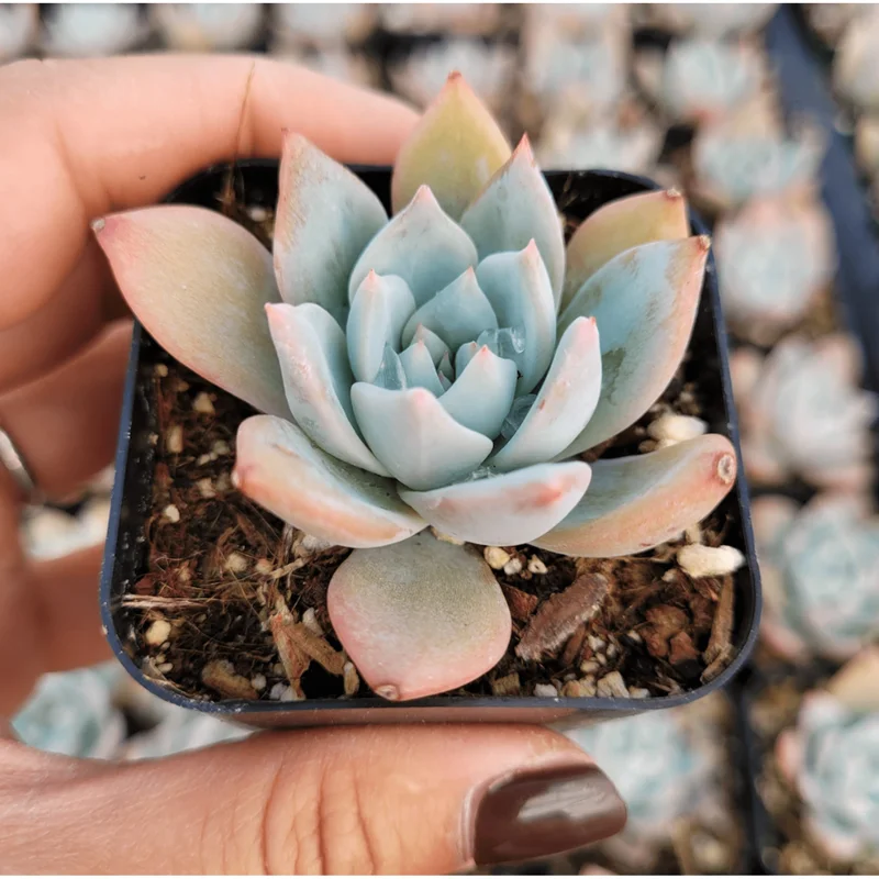 Echeveria 'Blue Bird' Succulent Live Plant 4 inch Bare Root for Garden Decor Echeveria 'Blue Bird' Succulent Live Plant 4 inch Bare Root for Garden Decor - Image 2