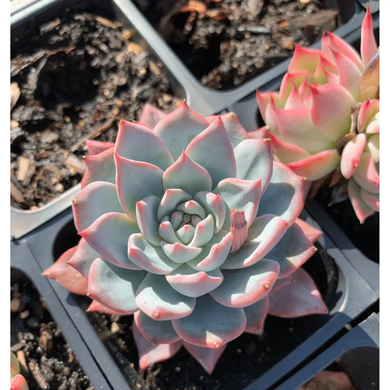 Echeveria 'Blue Bird' Succulent Live Plant 4 inch Bare Root for Garden Decor Echeveria 'Blue Bird' Succulent Live Plant 4 inch Bare Root for Garden Decor - Image 3