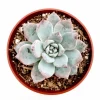 Echeveria 'Blue Bird' Succulent Live Plant 4 inch Bare Root for Garden Decor Echeveria 'Blue Bird' Succulent Live Plant 4 inch Bare Root for Garden Decor - Image 1