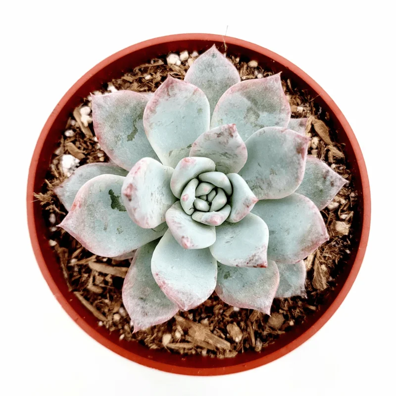 Echeveria 'Blue Bird' Succulent Live Plant 4 inch Bare Root for Garden Decor Echeveria 'Blue Bird' Succulent Live Plant 4 inch Bare Root for Garden Decor - Image 1