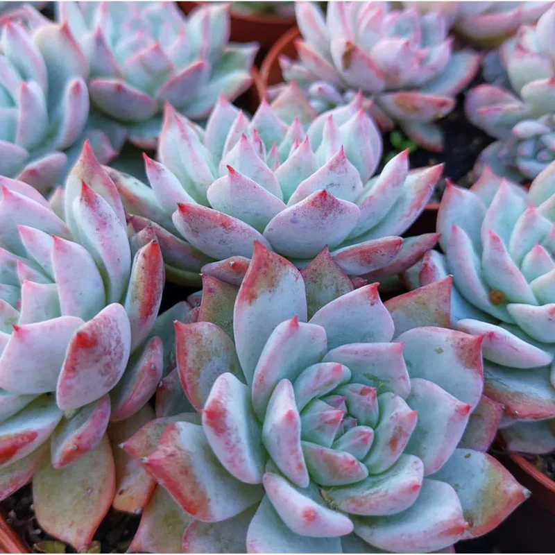 Echeveria 'Blue Bird' Succulent Live Plant 4 inch Bare Root for Garden Decor Echeveria 'Blue Bird' Succulent Live Plant 4 inch Bare Root for Garden Decor - Image 4