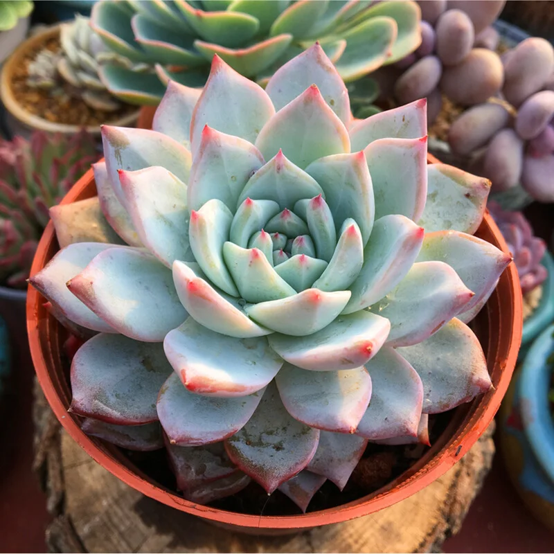 Echeveria 'Blue Bird' Succulent Live Plant 4 inch Bare Root for Garden Decor Echeveria 'Blue Bird' Succulent Live Plant 4 inch Bare Root for Garden Decor - Image 5
