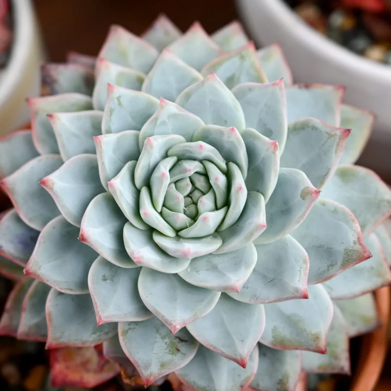 Echeveria 'Blue Bird' Succulent Live Plant 4 inch Bare Root for Garden Decor Echeveria 'Blue Bird' Succulent Live Plant 4 inch Bare Root for Garden Decor - Image 6