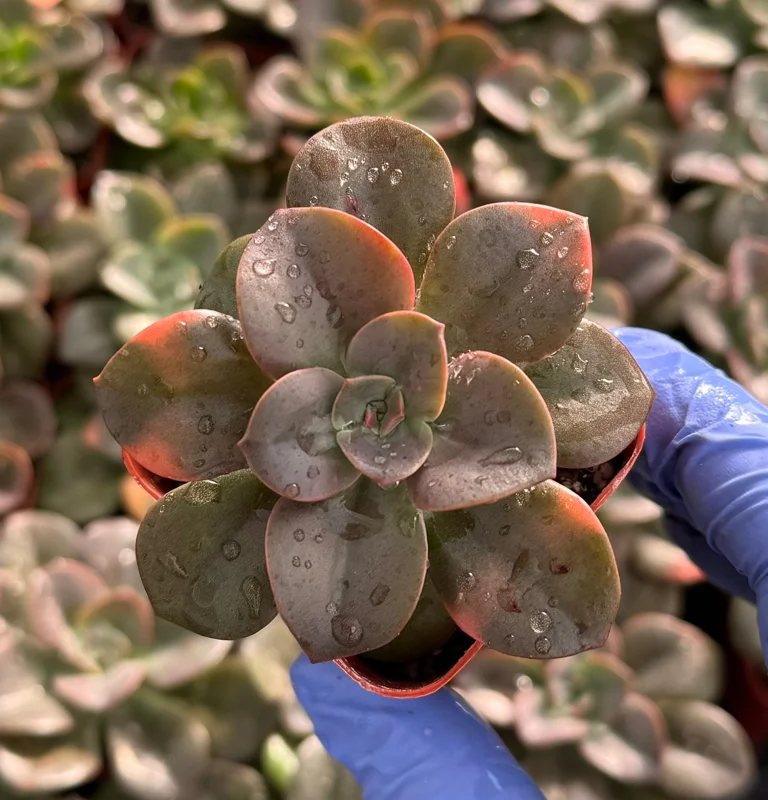 Echeveria Chroma Live Plant - Colorful Succulent, Easy Care, 4-6 inch Rosette - Image 2