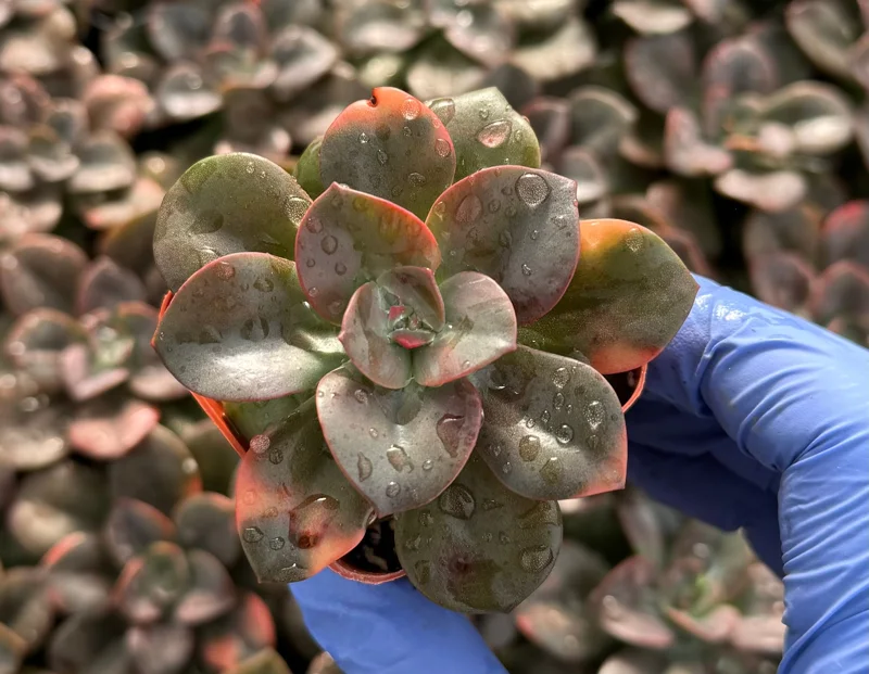Echeveria Chroma Live Plant - Colorful Succulent, Easy Care, 4-6 inch Rosette Echeveria Chroma Live Plant - Colorful Succulent, Easy Care, 4-6 inch Rosette - Image 3