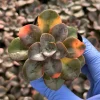 Echeveria Chroma Live Plant - Colorful Succulent, Easy Care, 4-6 inch Rosette - Image 1