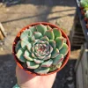 Echeveria Colorata Live Succulent Plant – 4in Pot – Low Maintenance & Drought-Tolerant - Image 1