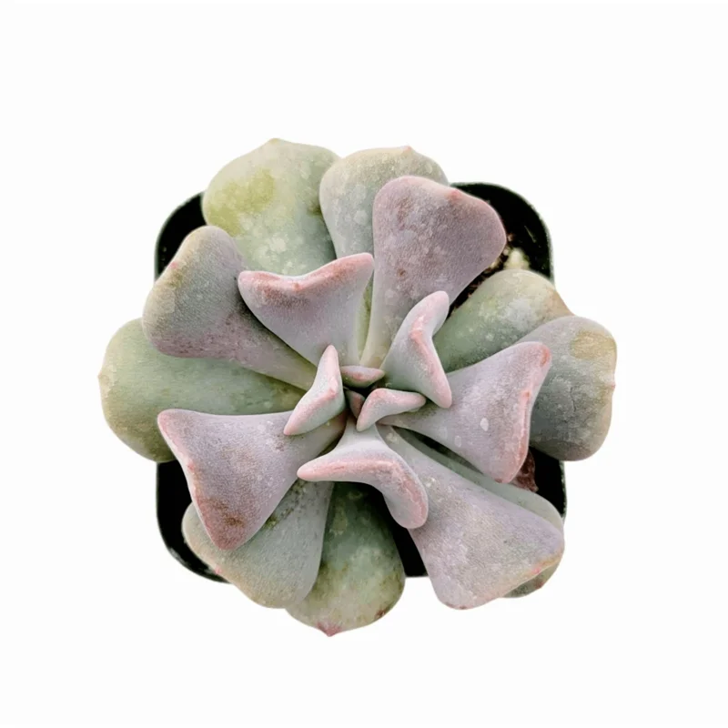 Echeveria 'Cubic Frost' Crest Succulent Live Plant 2 Inch Pot Indoor/Outdoor Decor - Image 2
