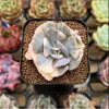 Echeveria 'Cubic Frost' Crest Succulent Live Plant 2 Inch Pot Indoor/Outdoor Decor - Image 1