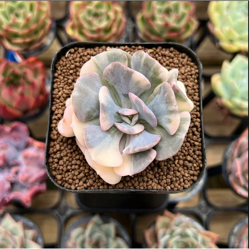 Echeveria 'Cubic Frost' Crest Succulent Live Plant 2 Inch Pot Indoor/Outdoor Decor - Image 1