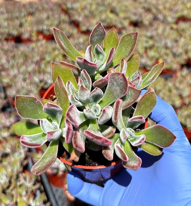 Echeveria Devotion Live Succulent Plant 4 Inch Pot - Purple Rosette Echeveria Devotion Live Succulent Plant 4 Inch Pot - Purple Rosette - Image 2