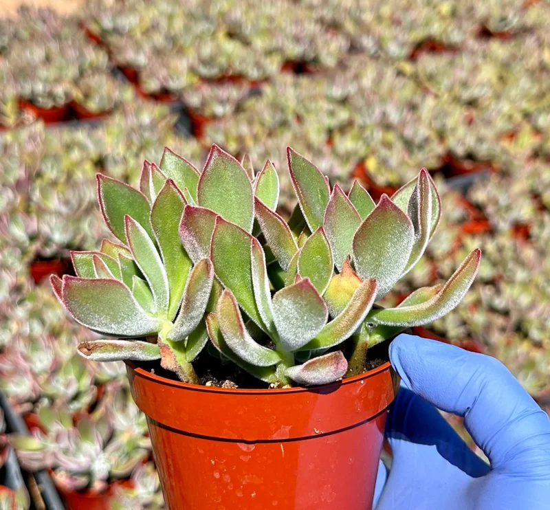 Echeveria Devotion Live Succulent Plant 4 Inch Pot - Purple Rosette Echeveria Devotion Live Succulent Plant 4 Inch Pot - Purple Rosette - Image 3