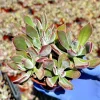 Echeveria Devotion Live Succulent Plant 4 Inch Pot - Purple Rosette - Image 1