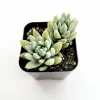 Echeveria 'Irish Mint' Succulent Live Plant 2 Inch Pot for Indoor & Outdoor - Image 1