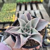 Echeveria Madiba Live Succulent Plant – 4 inch Pot – Indoor/Outdoor - Image 1