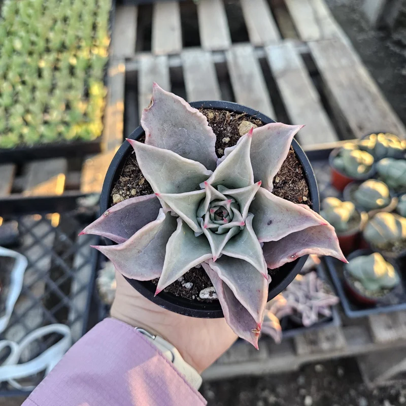 Echeveria Madiba Live Succulent Plant – 4 inch Pot – Indoor/Outdoor Echeveria Madiba Live Succulent Plant – 4 inch Pot – Indoor/Outdoor - Image 3