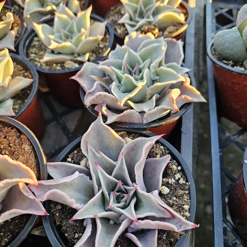 Echeveria Madiba Live Succulent Plant – 4 inch Pot – Indoor/Outdoor Echeveria Madiba Live Succulent Plant – 4 inch Pot – Indoor/Outdoor - Image 4