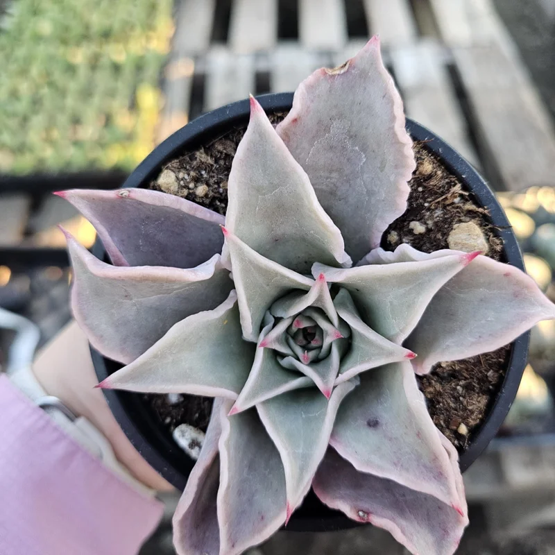 Echeveria Madiba Live Succulent Plant – 4 inch Pot – Indoor/Outdoor Echeveria Madiba Live Succulent Plant – 4 inch Pot – Indoor/Outdoor - Image 6