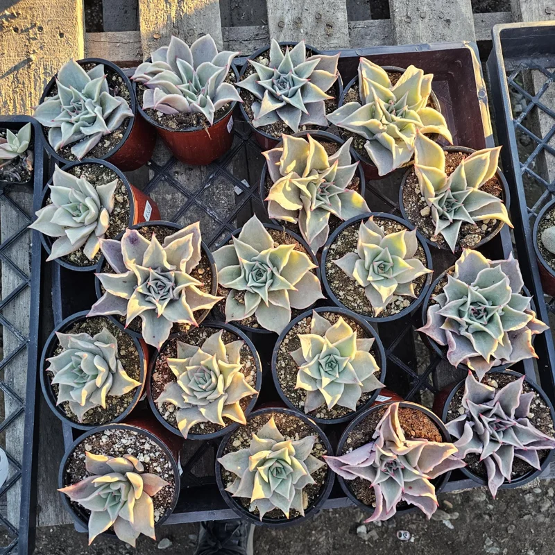 Echeveria Madiba Live Succulent Plant – 4 inch Pot – Indoor/Outdoor Echeveria Madiba Live Succulent Plant – 4 inch Pot – Indoor/Outdoor - Image 7