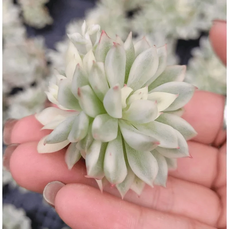 Echeveria Mebina Variegated Succulent Live Plant 2 Inch Pot Indoor Outdoor Decor Echeveria Mebina Variegated Succulent Live Plant 2 Inch Pot Indoor Outdoor Decor - Image 2