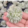 Echeveria Mebina Variegated Succulent Live Plant 2 Inch Pot Indoor Outdoor Decor Echeveria Mebina Variegated Succulent Live Plant 2 Inch Pot Indoor Outdoor Decor - Image 1