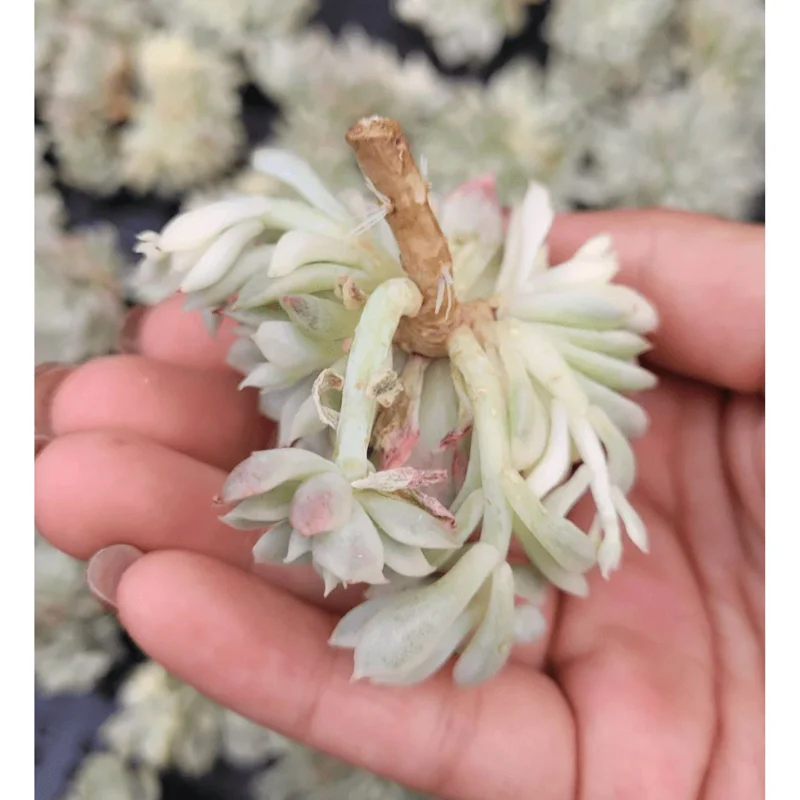 Echeveria Mebina Variegated Succulent Live Plant 2 Inch Pot Indoor Outdoor Decor Echeveria Mebina Variegated Succulent Live Plant 2 Inch Pot Indoor Outdoor Decor - Image 3