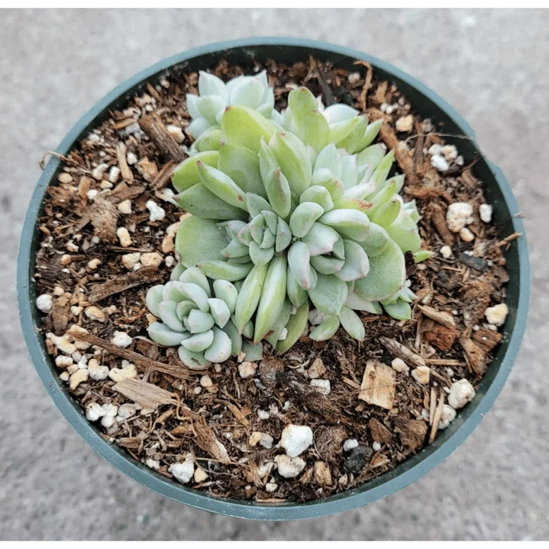 Echeveria Mebina Variegated Succulent Live Plant 2 Inch Pot Indoor Outdoor Decor Echeveria Mebina Variegated Succulent Live Plant 2 Inch Pot Indoor Outdoor Decor - Image 4