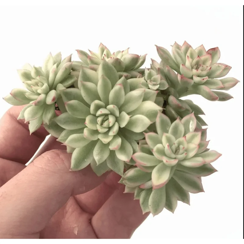 Echeveria Mebina Variegated Succulent Live Plant 2 Inch Pot Indoor Outdoor Decor Echeveria Mebina Variegated Succulent Live Plant 2 Inch Pot Indoor Outdoor Decor - Image 5