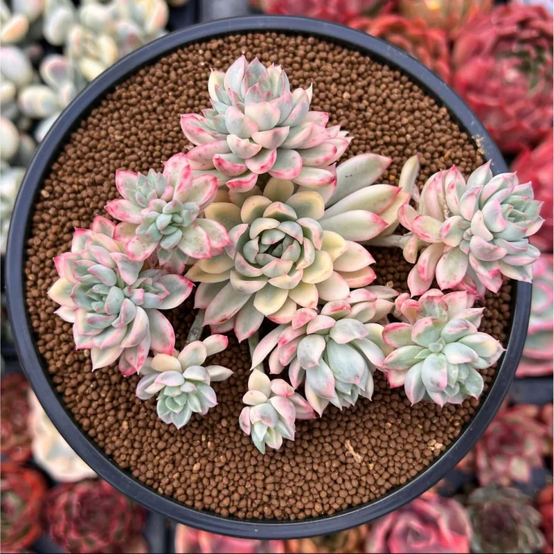Echeveria Mebina Variegated Succulent Live Plant 2 Inch Pot Indoor Outdoor Decor Echeveria Mebina Variegated Succulent Live Plant 2 Inch Pot Indoor Outdoor Decor - Image 6