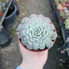 Echeveria Minima Live Succulent Plant – 2in & 4in Pot Options – Indoor/Outdoor - Image 1