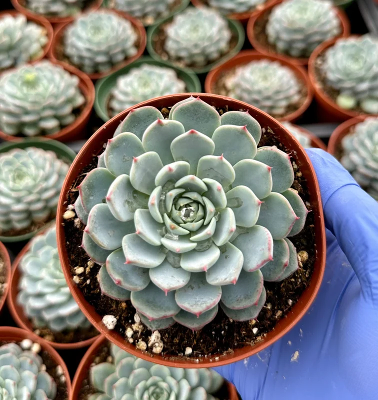 Echeveria Minima Live Succulent Plant – Blue & Pink Rosettes – 4 Inch Pot Echeveria Minima Live Succulent Plant – Blue & Pink Rosettes – 4 Inch Pot - Image 2