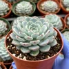 Echeveria Minima Live Succulent Plant – Blue & Pink Rosettes – 4 Inch Pot Echeveria Minima Live Succulent Plant – Blue & Pink Rosettes – 4 Inch Pot - Image 1