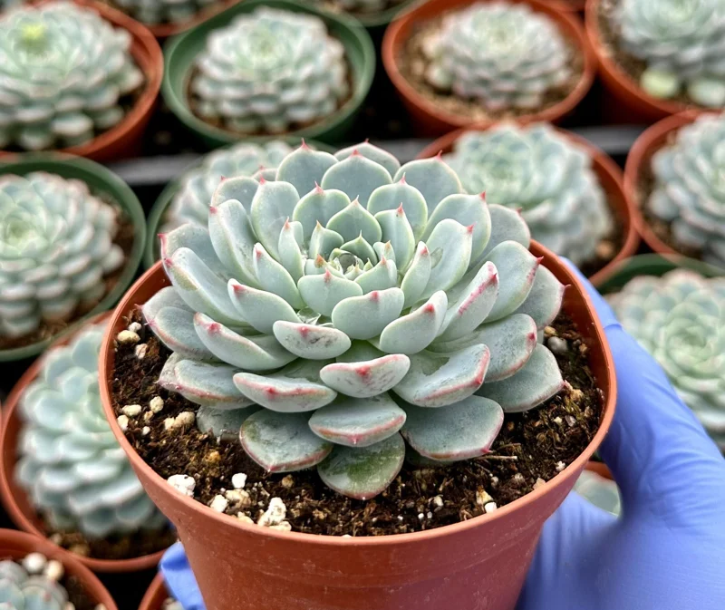 Echeveria Minima Live Succulent Plant – Blue & Pink Rosettes – 4 Inch Pot Echeveria Minima Live Succulent Plant – Blue & Pink Rosettes – 4 Inch Pot - Image 1