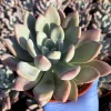 Echeveria Opalina Live Plant - Pink Succulent, 4-6 inch Rosette, Indoor/Outdoor - Image 1
