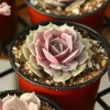 Echeveria Pink Lola Succulent Live Plant - Rare Rosette in 4 Inch Pot Echeveria Pink Lola Succulent Live Plant - Rare Rosette in 4 Inch Pot - Image 1
