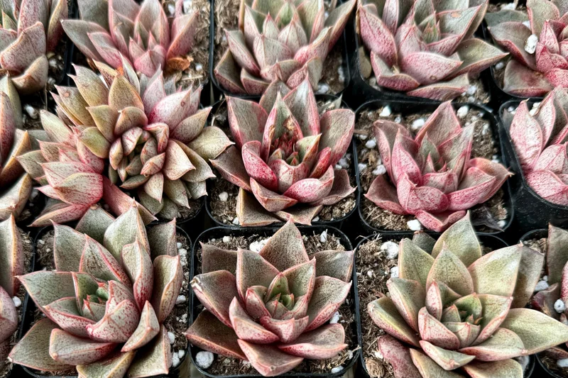 Echeveria Purpusorum Live Succulent Plant – Compact Rosette in 2.5” Pot Echeveria Purpusorum Live Succulent Plant – Compact Rosette in 2.5” Pot - Image 2