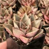 Echeveria Purpusorum Live Succulent Plant – Compact Rosette in 2.5” Pot - Image 1