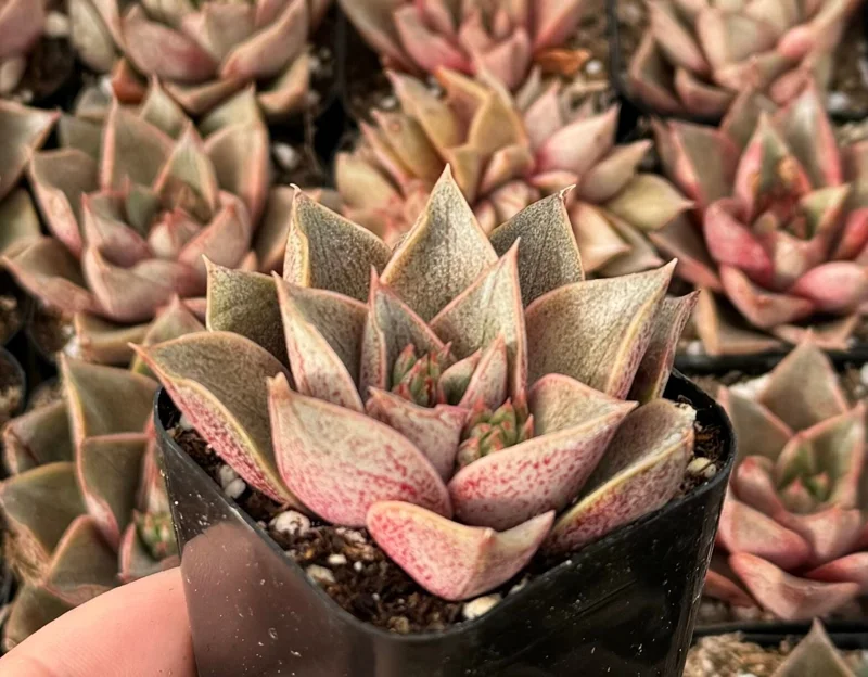 Echeveria Purpusorum Live Succulent Plant – Compact Rosette in 2.5” Pot Echeveria Purpusorum Live Succulent Plant – Compact Rosette in 2.5” Pot - Image 1