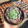 Echeveria Rain Drop Live Plant - Unique Succulent in 4in Pot - Image 1