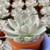 Echeveria Subsessilis Morning Beauty Live Succulent Plant 4 Inch Pot Blue - Image 1