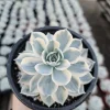 Echeveria Subsessilis Variegated Live Plant - Colorful Succulent - 4in Pot - Image 1