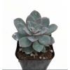 Echeveria Succulent Live Plant 2 Inch – Indoor/Outdoor Home Decor - Image 1