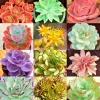 Echeveria Succulent Seeds Mix - 100+ Rare Exotic Flowering Plant Seeds Echeveria Succulent Seeds Mix - 100+ Rare Exotic Flowering Plant Seeds - Image 1