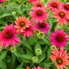 Echinacea Coneflower Live Plant - Peachy Orange Blooms - 5-7 Inch Tall Perennial - Image 1