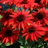 Echinacea Coneflower Live Plant Plugs - Hardy Perennial Blooms for Garden & Containers - Image 1