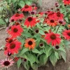 Echinacea Panama Red Coneflower Live Plant, Set of 2 Starter Plugs, 3-6 Inch Tall, Outdoor Perennial - Image 1